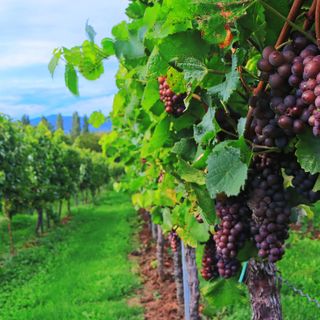 Vendemmia, la soddisfazione di Coldiretti: &quot;Garantita la qualità nonostante il clima pazzo&quot;