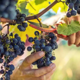 Vendemmia 2023: diminuisce la quantità, tiene la qualità