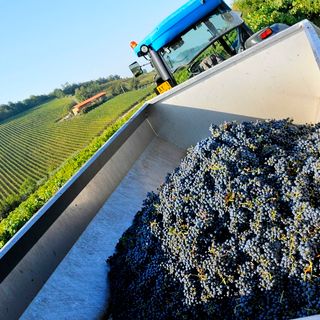 Nuovo protocollo tra associazioni agricole, Spresal e ispettorato del lavoro con Ente Turismo per la vendemmia turistica