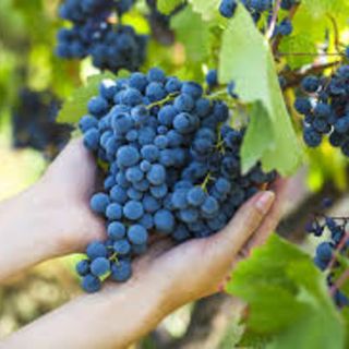 A Nizza Monferrato aumentano i controlli sui lavoratori stagionali provenienti dall'estero
