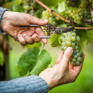 L'Ispettorato del lavoro di Asti scova 8 lavoratori macedoni in nero in attività di vendemmia