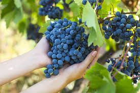 Vendemmia: SOS stagionali dai Paesi dell'Est. A un mese dalla raccolta, la quarantena scompagina i programmi delle aziende