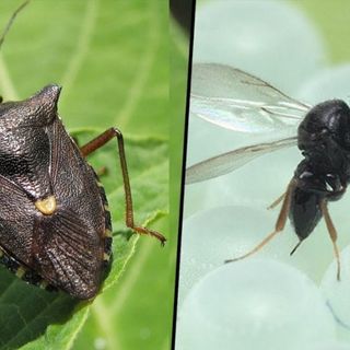Cimice asiatica e vespa samurai, un pericolo per le colture piemontesi