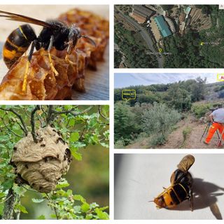 Vespa velutina, testato con successo un metodo per sconfiggere l'insetto originario del sud est asiatico