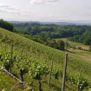 Arrivano nuove norme sulla flavescenza dorata della vite