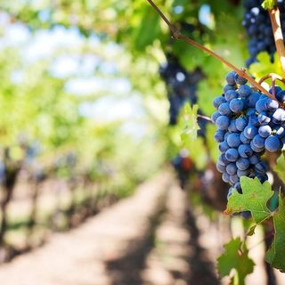 Rivoluzione al comando della storica cantina Vietti