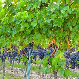 Filari di Brachetto
