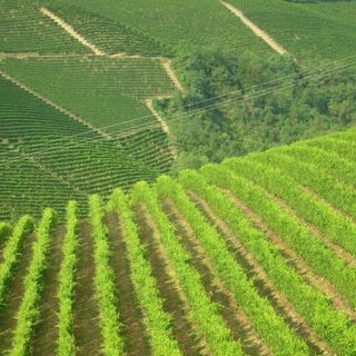 OCM vino: bando da 5,8 mln per la ristrutturazione e riconversione di vigneti per la campagna 2021/2022. Dotazione di 5.8 milioni