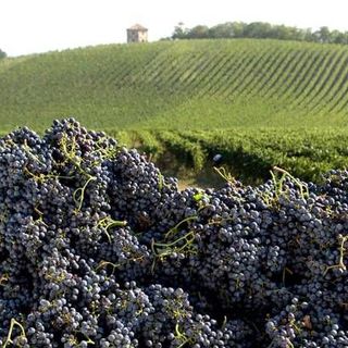 Vino, la soddisfazione di Coldiretti Piemonte: &quot;Aumenta l'export ed è boom per l'enoturismo&quot;