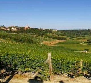 A Vinchio si celebrano l'Asparago saraceno e le Vigne Vecchie con riflessioni e sapori