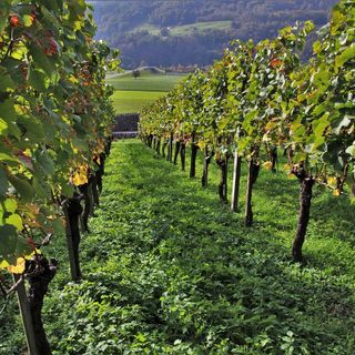 Festa delle vendemmia del Moscato d'Asti. A Santo Stefano Belbo la tradizionale celebrazione agricola con assaggi e un convegno