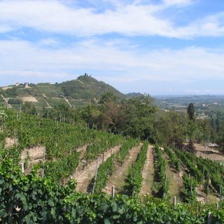 Resa vendemmiale 2020 per Asti Spumante e Moscato d'Asti Docg: 90 quintali per ettaro con 10 quintali/ettaro di riserva