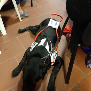 Il cane guida York