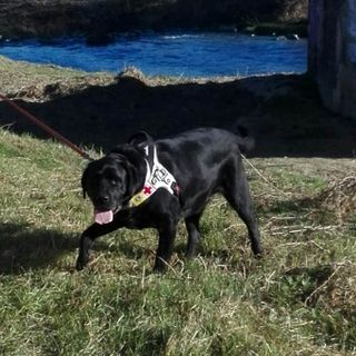 Addio a York, il cane guida più conosciuto di Asti