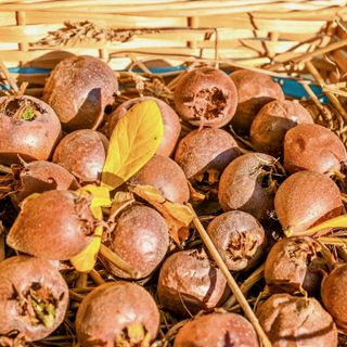 La Fiera del Puciu di Farigliano: la memoria dell’ultimo frutto dell’autunno