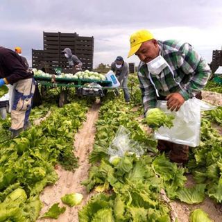 In Piemonte stop al lavoro per braccianti ed operai sotto il sole