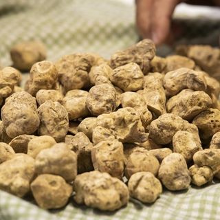 Tartufo bianco (foto d'archivio)