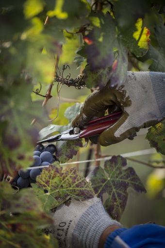 Meno quantità e maggiore qualità, tratti distintivi della Barbera d’Asti Docg 2019 Meno quantità e maggiore qualità, tratti distintivi della Barbera d’Asti Docg 2019