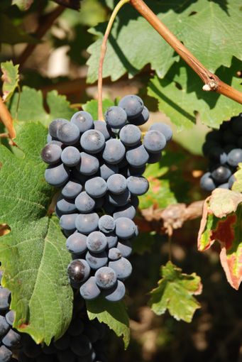 Il Vigne Vecchie indossa la corona