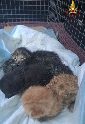 Tutti salvi i gattini bloccati in un canale di scolo a Rocca d'Arazzo Tutti salvi i gattini bloccati in un canale di scolo a Rocca d'Arazzo