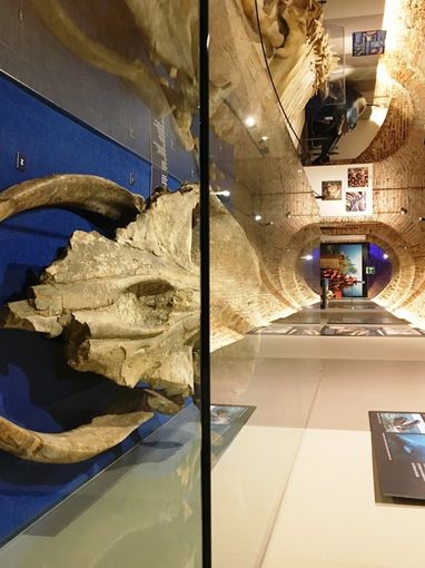 Elisa Valpreda, Marta Ferrero, Marco Fernicola, Massimo Cagnacci ed il cerimoniere Giovanni Boccia