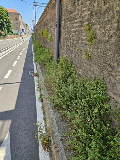 Malandrone presenta un'interrogazione sulle erbacce che infestano i marciapiedi di corso Gramsci: "Quali canali devo utilizzate per farlo sapere al Comune?" Malandrone presenta un'interrogazione sulle erbacce che infestano i marciapiedi di corso Gramsci: "Quali canali devo utilizzate per farlo sapere al Comune?"