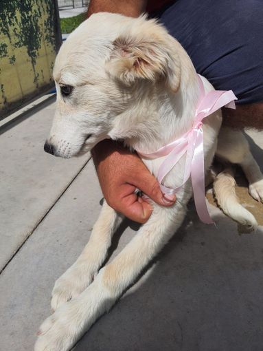 La piccola già adottata, con il collarino giallo il fratellino in attesa di adozione La piccola già adottata, con il collarino giallo il fratellino in attesa di adozione