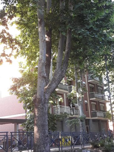 Europa Verde Asti: "L'Amministrazione pianti alberi nuovi in sostituzione di quelli che taglia" Europa Verde Asti: "L'Amministrazione pianti alberi nuovi in sostituzione di quelli che taglia"