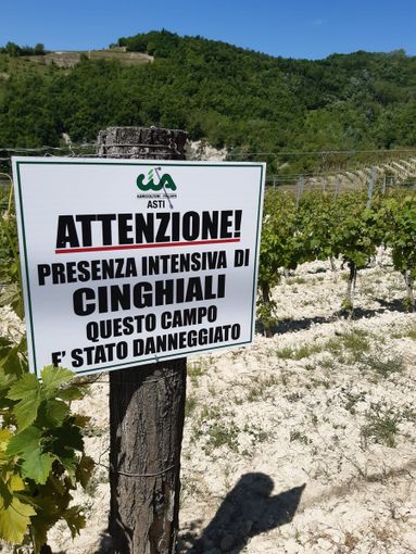 Peste suina, Coldiretti: &quot;Pochi abbattimenti di cinghiali, emergenza senza fine&quot;