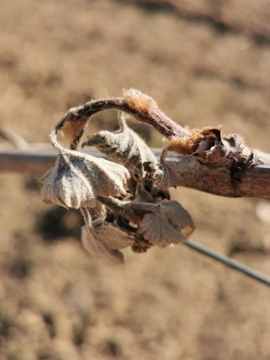 Le gelate danneggiano i raccolti: Cia Piemonte chiede lo stato di calamità naturale Le gelate danneggiano i raccolti: Cia Piemonte chiede lo stato di calamità naturale