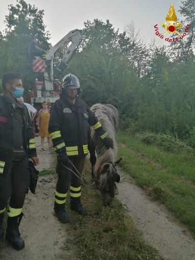 Cavallo scivola in una scarpata, salvato dai pronto intervento dei vigili del fuoco
