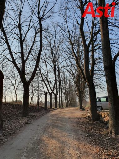 I tigli a rischio abbattimento I tigli a rischio abbattimento