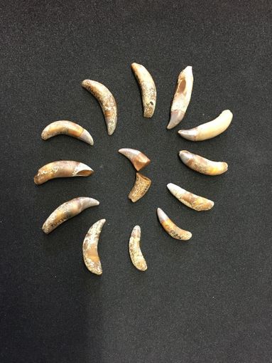 Denti delfinide