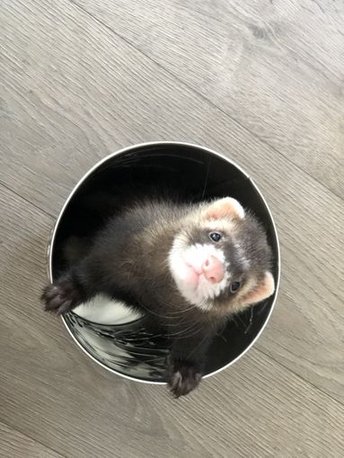 Petsfestival 2022: ma quante ne combina un furetto… Petsfestival 2022: ma quante ne combina un furetto…