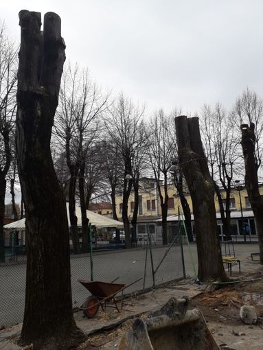 Legambiente esprime sconcerto per l'abbattimento di 12 alberi all'interno del circolo Way Assauto