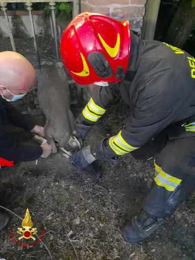 Capriolo intrappolato in un cancello. A Valfenera intervengono i vigili del fuoco