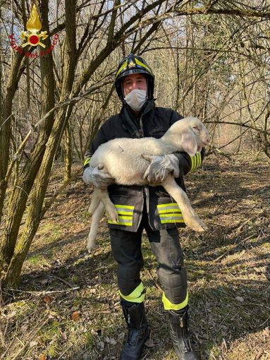 Vigili del fuoco salvano agnellino finito tra i rovi a Valfenera