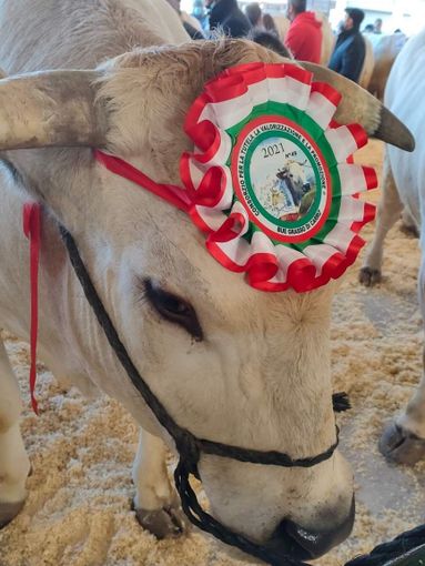 Carrù celebra la razza piemontese: asta del bue, pranzo e giochi alla nona Festa della Carne