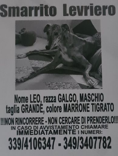 Asti: si cerca Leo, levriero scomparso ieri da corso Felice Cavallotti