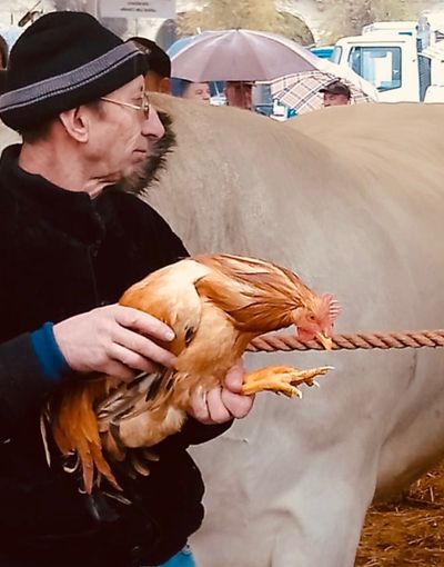 Cappone di San Damiano