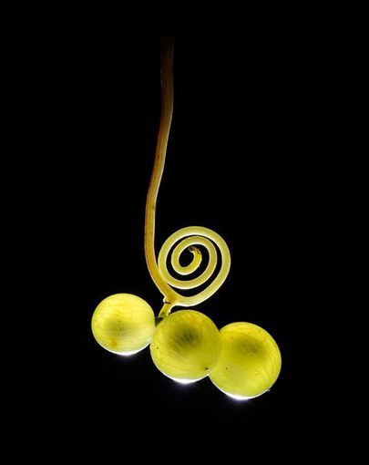 Una delle immagini a tema grappolo di una mostra itinerante di Enzo Isaia