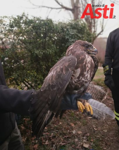 Castello d’Annone: tratta in salvo una giovane poiana investita sulla Provinciale Castello d’Annone: tratta in salvo una giovane poiana investita sulla Provinciale