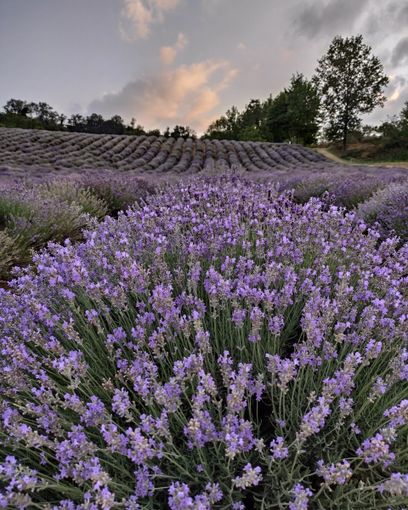 Castelnuovo Don Bosco, in mezzo al profumo dei fiori si terrà il concerto “fioritura di note e lavanda”