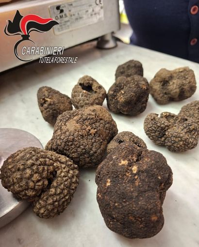 Tartufi in vendita fuori periodo, sequestro e sanzione ad Asti