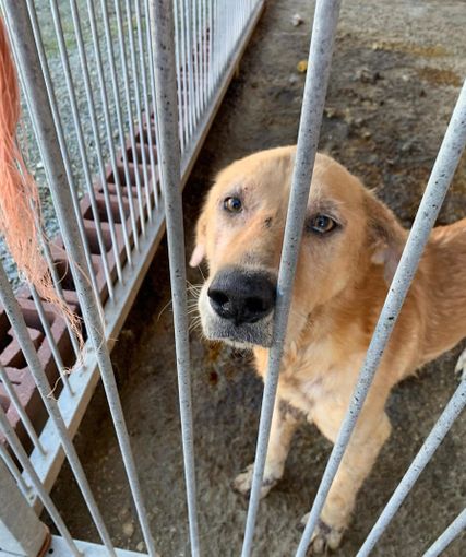 “In Piemonte ancora troppi reati contro gli animali: non abbassiamo la guardia”