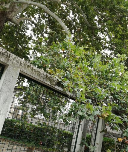 Lettera aperta a tutela del platano ultracentenario del Circolo Way Assauto di Asti