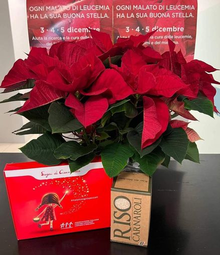 Le stelle di Natale (floreali e di cioccolato) proposte dai volontari