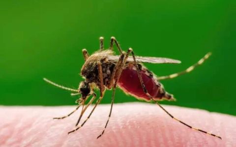 Ad Asti caso di West nile in uomo di ottantacinque anni, ricoverato in Rianimazione