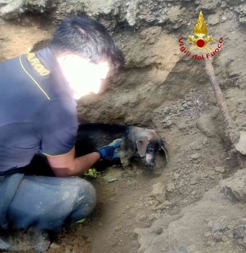 Alcune immagini relative il salvataggio della cagnolina