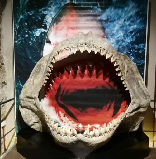 Da lunedì riapre il Museo Paleontologico di Asti Da lunedì riapre il Museo Paleontologico di Asti